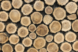 Logs (Full)